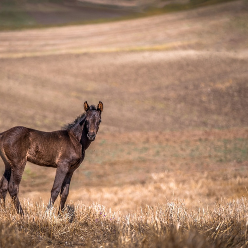 Adjustable Horse Bridle