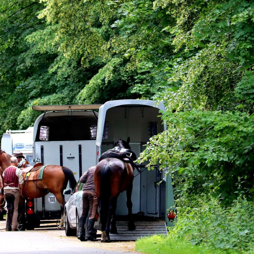 Equestrian Saddle Pad
